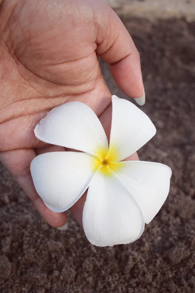 Biały kwiat frangipani z strony — Zdjęcie stockowe