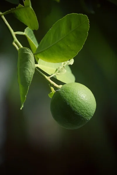 Grön citron på trädet — Stockfoto