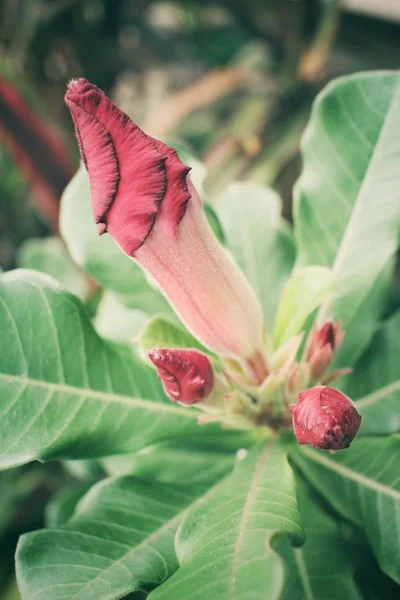 Урожай іммала квітка лілії — стокове фото