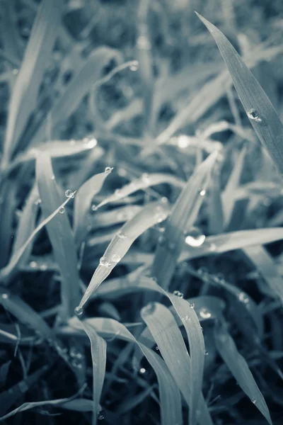 Hierba verde con gota de agua —  Fotos de Stock