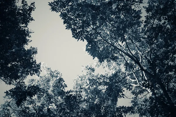 Drzewo w lesie — Zdjęcie stockowe