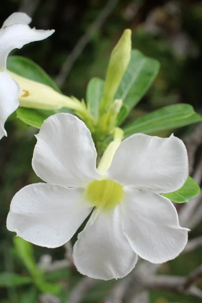 Винтажные цветки импалы — стоковое фото