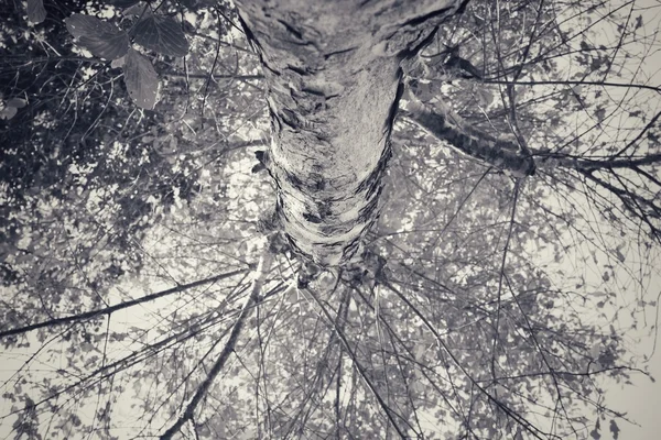 森の木 — ストック写真