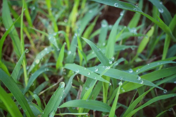 Grama verde com gota de água — Fotografia de Stock