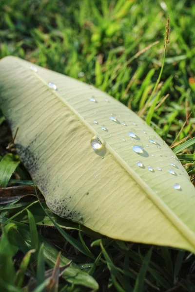 Foglie secche con goccia d'acqua — Foto Stock