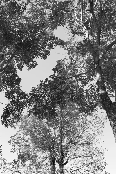 Arbre dans la forêt — Photo