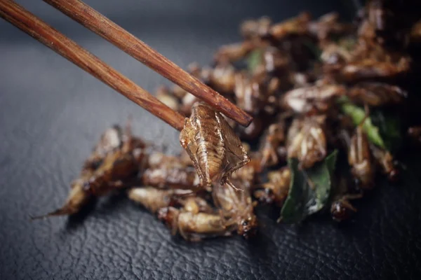 Fried insect — Stock Photo, Image