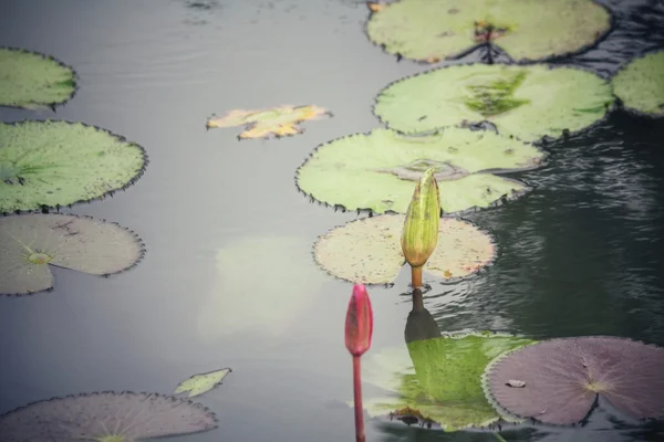 蓮の花 — ストック写真