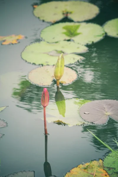 蓮の花 — ストック写真