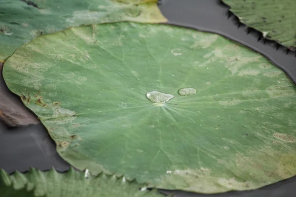 로터스 잎 — 스톡 사진