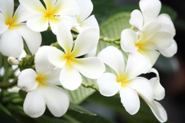 ağaç üzerinde beyaz frangipani çiçek