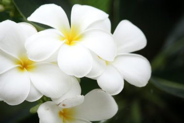 ağaç üzerinde beyaz frangipani çiçek