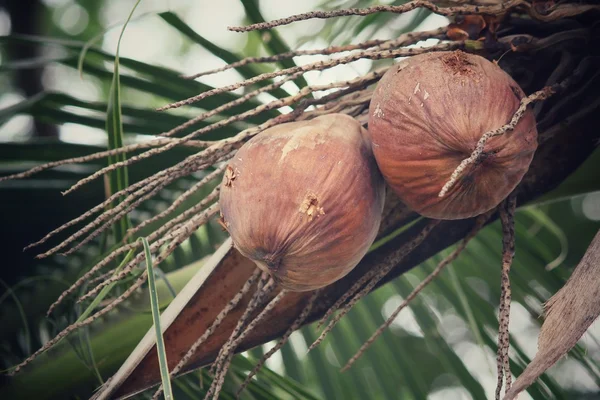 Kokospalme — Stockfoto