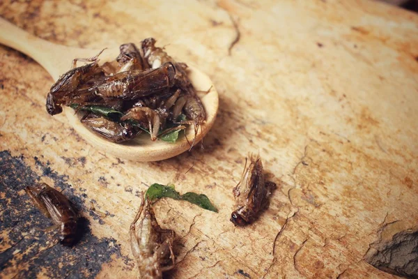 Insecto frito —  Fotos de Stock