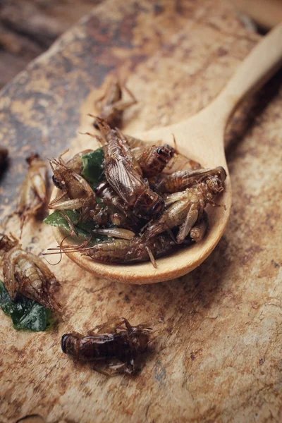 Fried insect — Stock Photo, Image