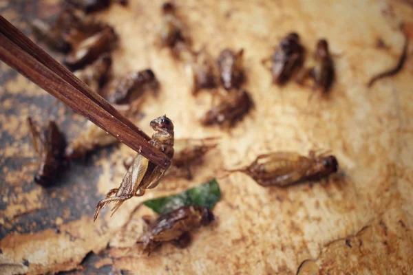 Fried insect — Stock Photo, Image