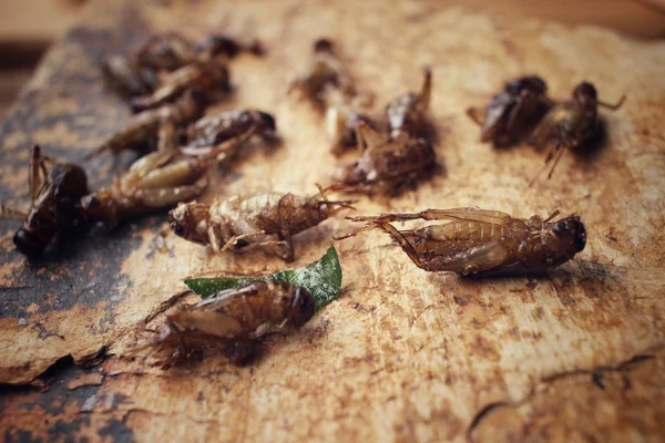 Insecto frito — Foto de Stock