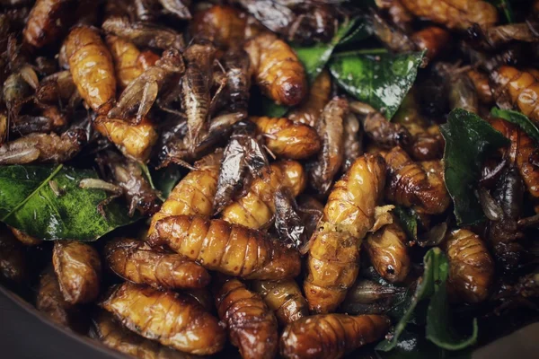 Fried insect — Stock Photo, Image