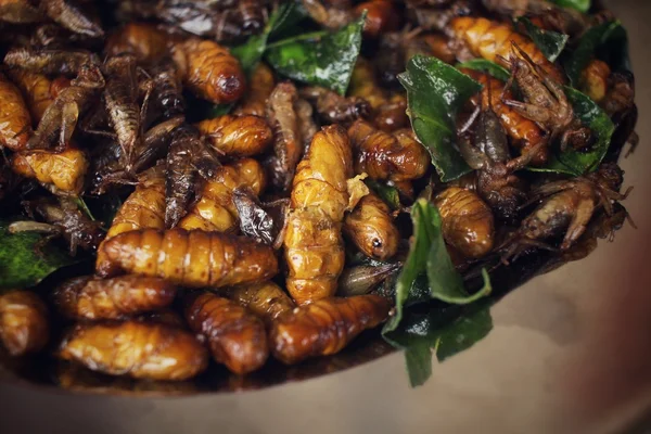 Fried insect — Stock Photo, Image