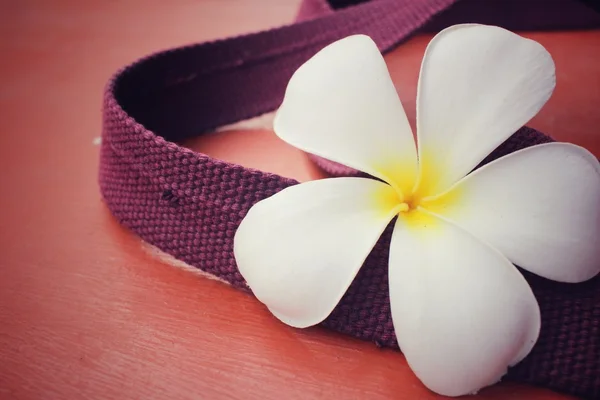 White frangipani flower — Stock Photo, Image