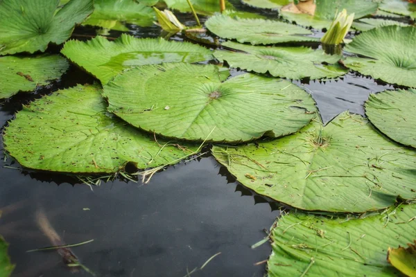 Lotus lämnar — Stockfoto