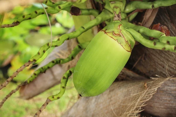 Árbol de coco —  Fotos de Stock