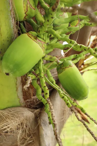 Albero di cocco — Foto Stock