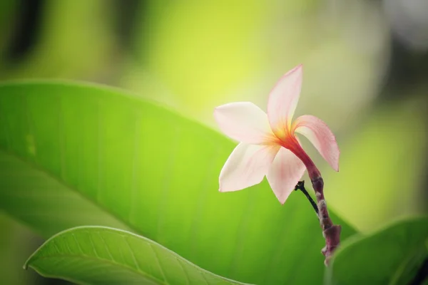 White frangipani flower on tree — Stock Photo, Image