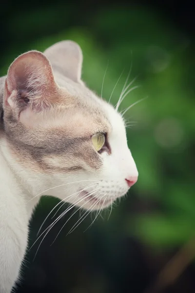 Gato mirando —  Fotos de Stock