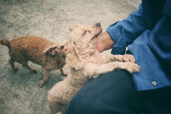 Mann mit Hund — Stockfoto