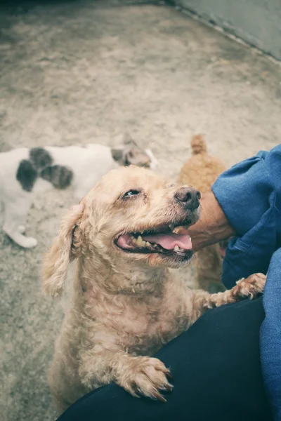 Man with dog — Stock Photo, Image