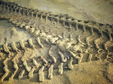 Topraktaki tekerlek izleri.