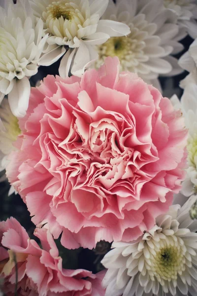 Carnations flower — Stock Photo, Image