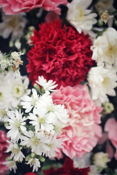 Cravos flor — Fotografia de Stock