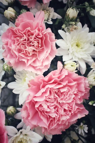 Carnations flower — Stock Photo, Image