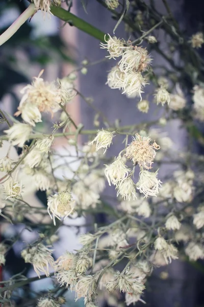 ビンテージの春の花 — ストック写真
