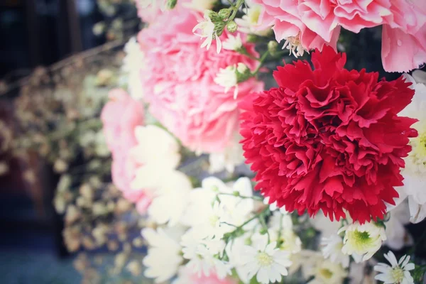 Carnations flower — Stock Photo, Image