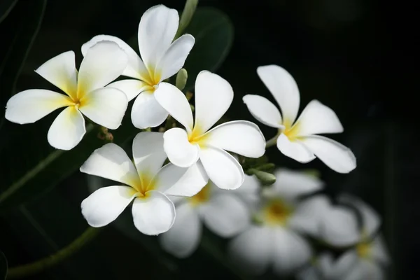 Vit frangipani blomma på träd — Stockfoto