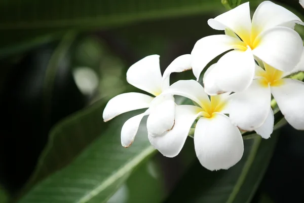 Witte frangipani bloem op boom — Stockfoto