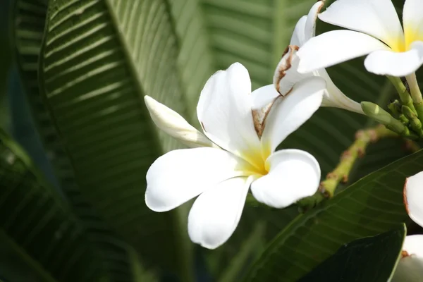 Vit frangipani blomma på träd — Stockfoto