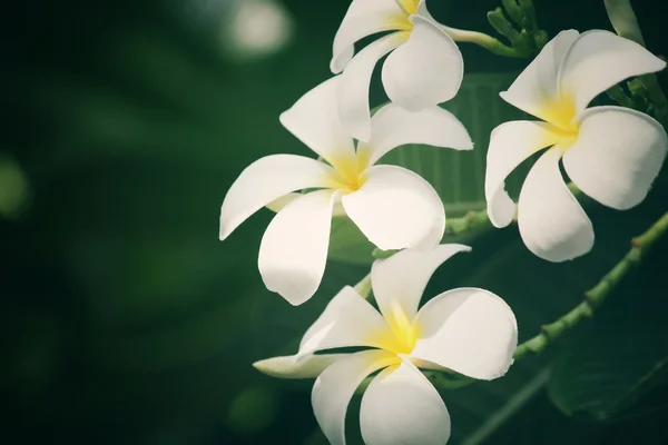 Vit frangipani blomma på träd — Stockfoto