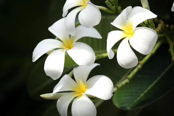 Vit frangipani blomma på träd — Stockfoto