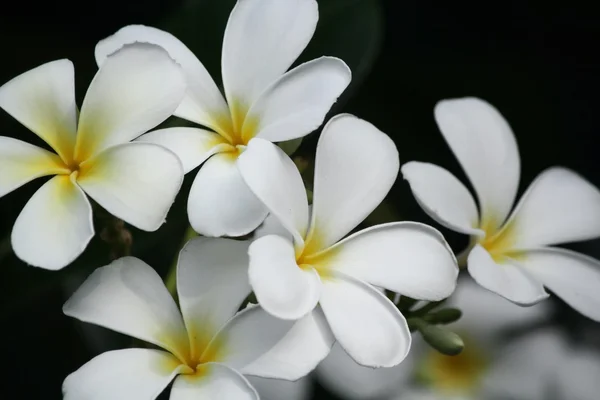 Vit frangipani blomma på träd — Stockfoto