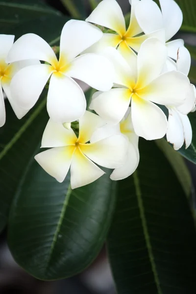 Vit frangipani blomma på träd — Stockfoto