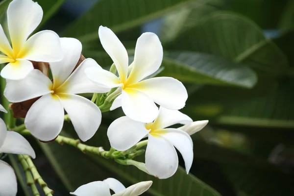 Vit frangipani blomma på träd — Stockfoto