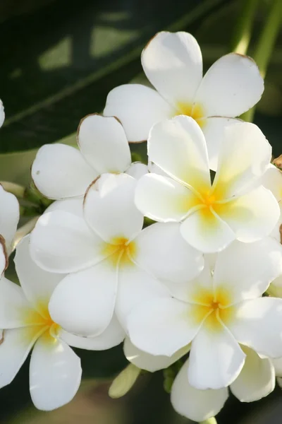 White frangipani flower on tree — Stock Photo, Image