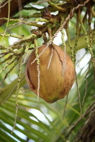 Kokosnoot boom — Stockfoto