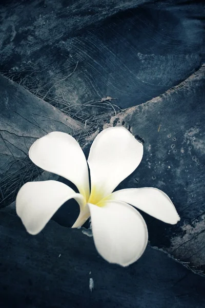 白色素馨花花树上 — 图库照片