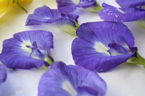 Flores de guisante mariposa — Foto de Stock