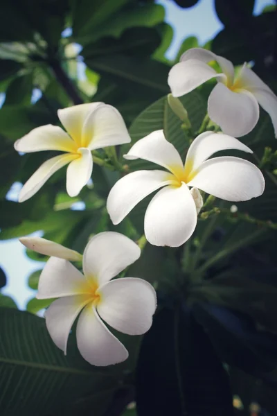 Witte frangipani bloem op boom — Stockfoto